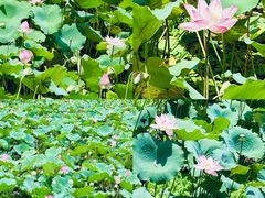 -荔湾湖公园