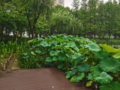 -陈家山荷花公园