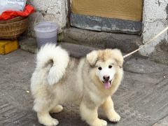 -花溪牛肉粉(八鸽岩店)