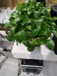 点击看大图 -尚·丹尼Hair