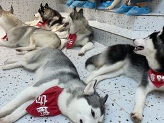 -Husky Go!哈士奇体验馆·宠物咖啡厅狗咖