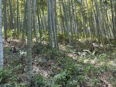 -东明山森林公园