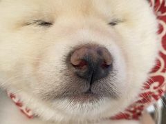 -柴犬小屋·柴餐厅·狗咖食堂(金鼎广场店)