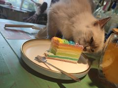 -喵喵咪呀布偶猫咖(春熙路店)