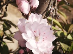 -渭南桃花源民俗文化园