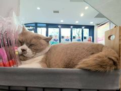 -伟伟宠物医院·CT影像中心·瑞派犬猫综合性门诊(汉口总院)
