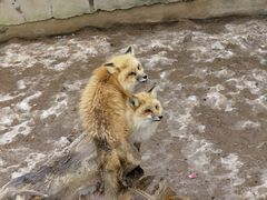 -西霞口神雕山野生动物世界