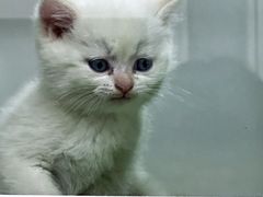 -青奢宠物·青奢猫舍