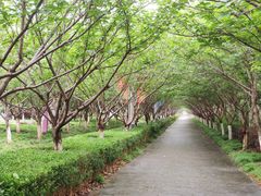 -高东镇樱花园