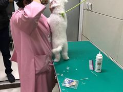 美容-北京观赏动物医院·24小时大型综合·猫专科·异宠专科