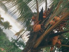 -万兴启丰椰子文化园餐厅
