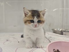 -翊宠yipet猫狗购宠庄园