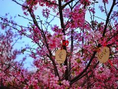 -天适樱花悠乐园