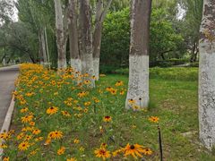 -伊犁河风景区