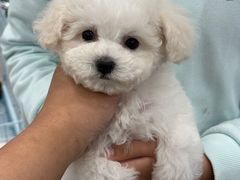 -萌宠之家·腊肠犬·马尔泰·小体犬舍