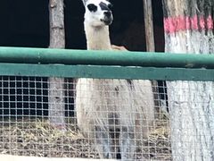 -青藏高原野生动物园