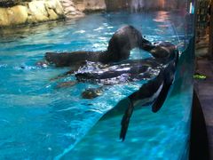 -迪拜水族馆及水下动物园