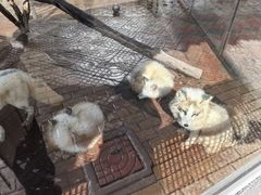 -西霞口神雕山野生动物世界