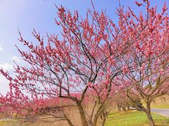 -花开海上生态园