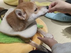 -逗柴咖啡屋·狗咖猫咖宠物桌游