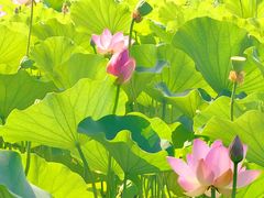 -莲花池公园