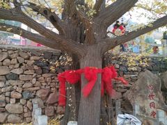 -遵化市禅林寺古银杏风景园