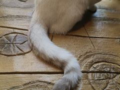 -猫猫幼稚园·撸猫·桌游·电玩