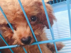 -翊宠yipet猫狗购宠庄园犬舍•猫舍