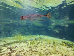 -西海国立公园九十九岛水族馆