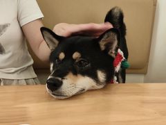 -柴の食堂·日式家庭料理·熊之肆(大学路店)