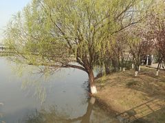 -月湖风景区