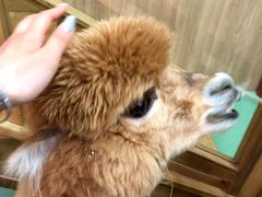 羊驼-藦茜花园宠物主题亲子互动体验馆(国顺东路店)
