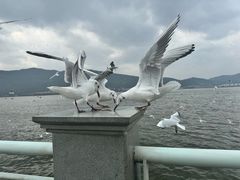 -海埂大坝