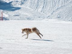 -密苑云顶乐园(云顶滑雪场)