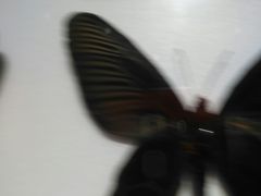 -上海昆虫博物馆