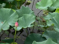-新江湾城公园