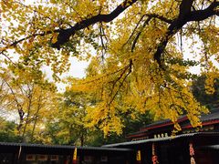 -千年银杏谷文化旅游区