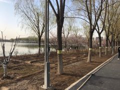 -大兴滨河森林公园