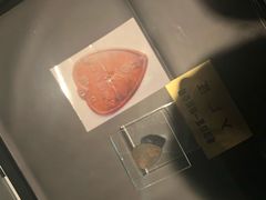 -张之洞与武汉博物馆
