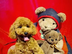 -宠小格时尚宠物生活馆(唐镇店)