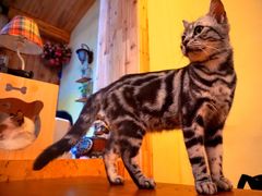 -猫色咖啡·猫咖