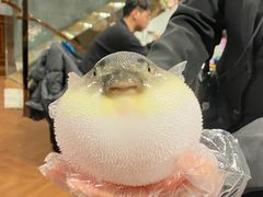 -肆月河豚·新淮扬(金融街店)