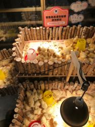 -造物庄园 萌宠纪(苏州湾歌林公园店)