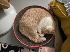 -东方名猫馆·英短金渐层布偶猫舍(环线广场1号楼店)