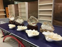 -青岛贝壳博物馆