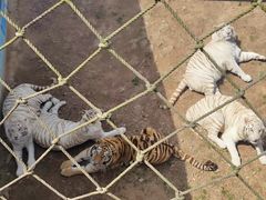 -西霞口神雕山野生动物世界