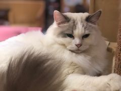 -滚猫咖啡·猫咖·猫友好撸猫(未来城店)