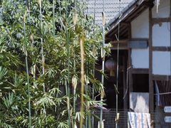 -芦沟竹海