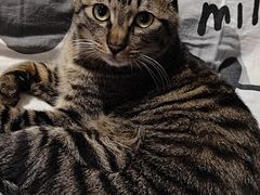 -佳雯宠物医院(四明中路分院)