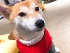 -逗柴咖啡屋·狗咖猫咖宠物桌游